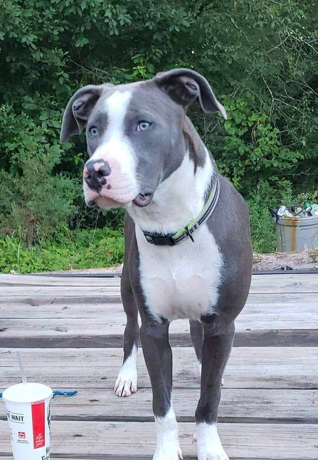 Axel joined the competition — help win amazing prizes! canidae, carnivore, collar, companion_dog, dog, dog_breed, dog_collar, dog_supply, fawn, gas, leash, pet_supply, plant, road_surface, snout, sporting_group, tree, whiskers, working_animal, working_dog