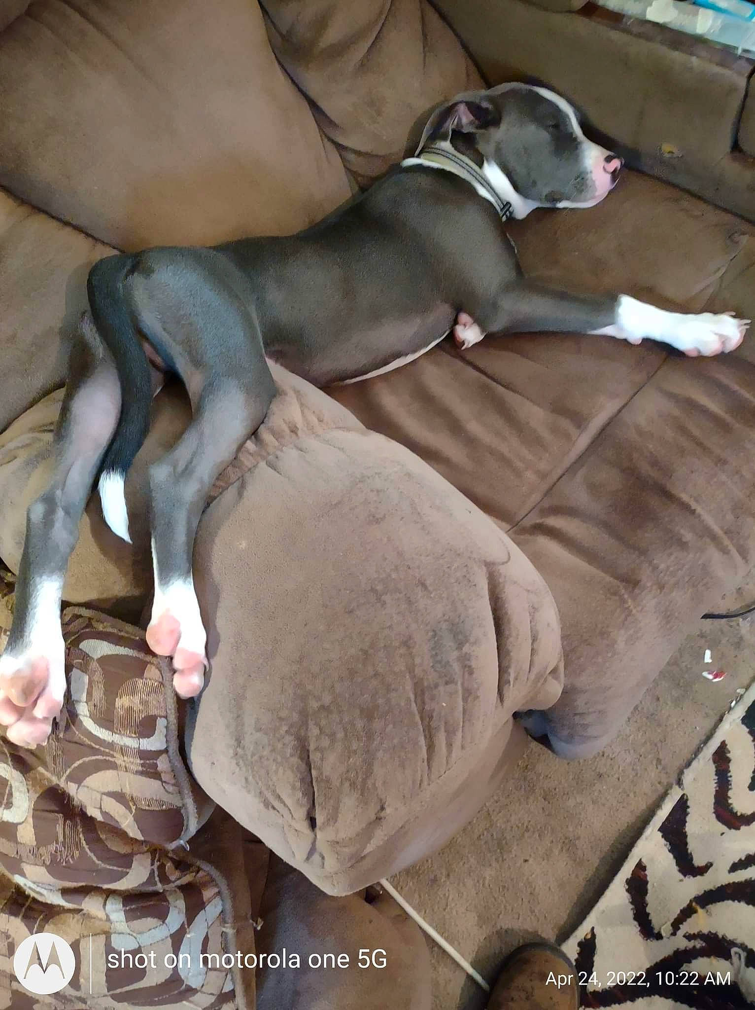 Axel joined the competition — help win amazing prizes! boxer, canidae, carnivore, collar, comfort, companion_dog, dog, dog_breed, dog_collar, dog_supply, fawn, grey, liver, mammal, non_sporting_group, pet_supply, snout, sporting_group, working_animal