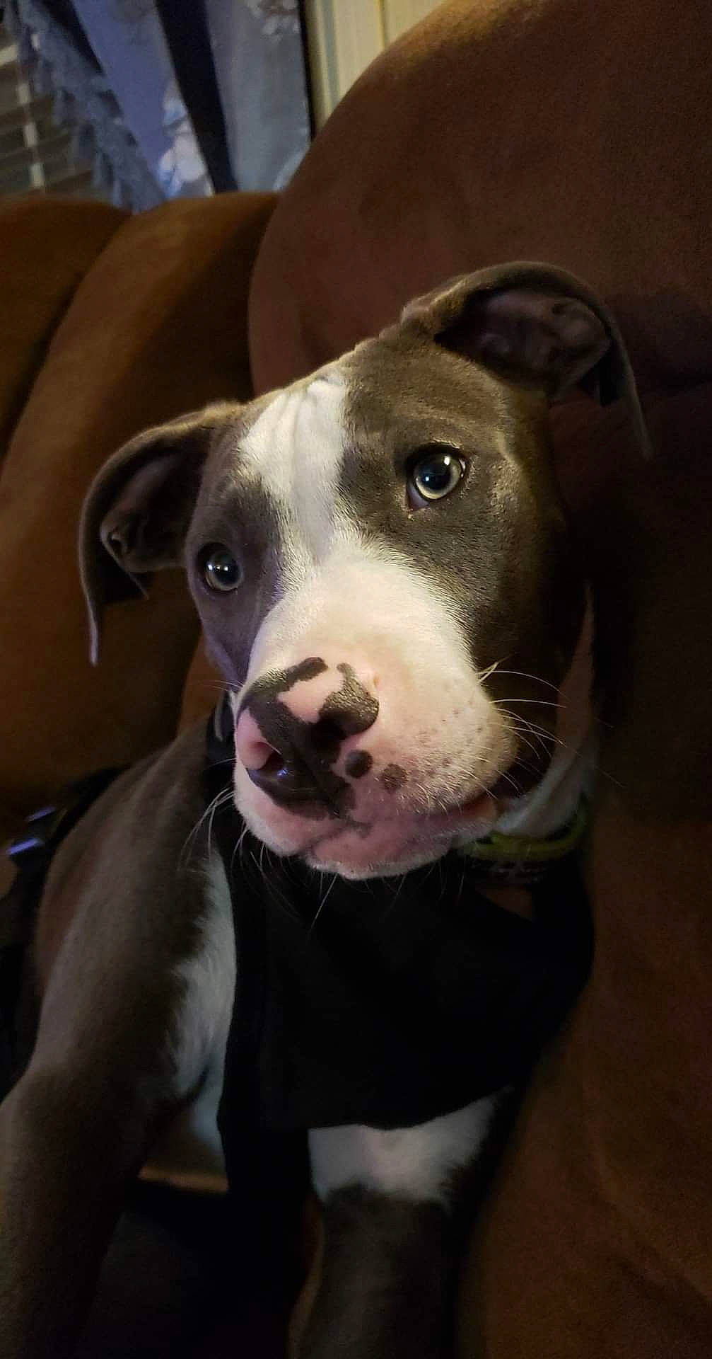 Axel is registered to the contest to win money with this photo: canidae, carnivore, collar, companion_dog, dog, dog_breed, ear, eye, fawn, fur, head, jaw, non_sporting_group, pet_supply, snout, sporting_group, whiskers, working_animal