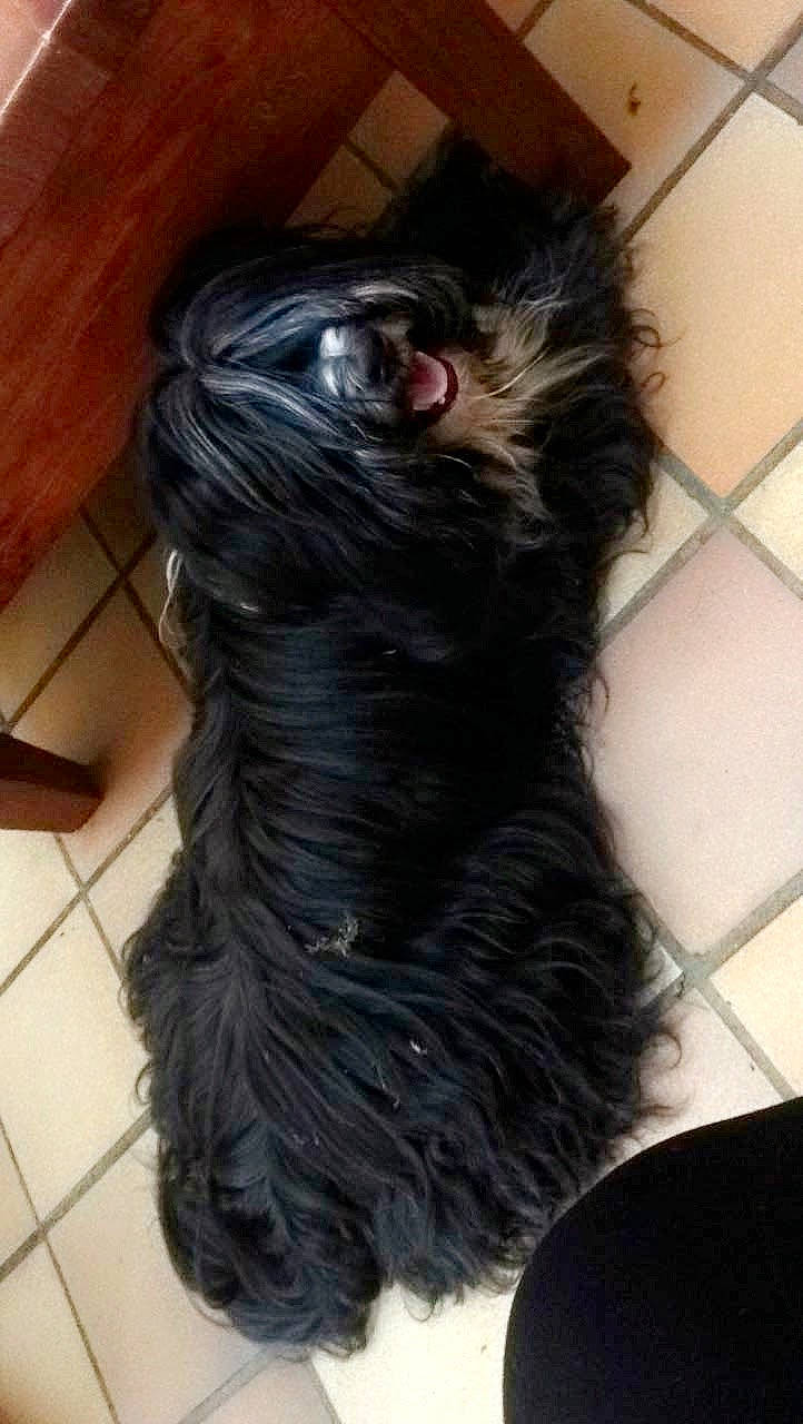 Bing'Go participe au concours pour gagner de l'argent avec cette photo : affenpinscher, artificial_hair_integrations, black_hair, bolonka, canidae, carnivore, companion_dog, dog, dog_breed, ear, fur, hair, hairstyle, lace_wig, liver, long_hair, puppy, sporting_group, tail, terrier