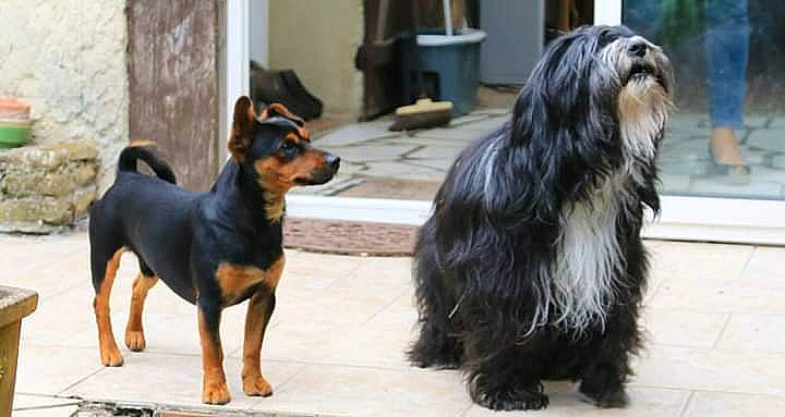 Bing'Go participe au concours pour gagner de l'argent avec cette photo : ancient_dog_breeds, australian_silky_terrier, australian_terrier, canidae, carnivore, companion_dog, dog, dog_breed, mammal, rare_breed_dog, small_terrier, terrier, tibetan_terrier, vertebrate, yorkshire_terrier