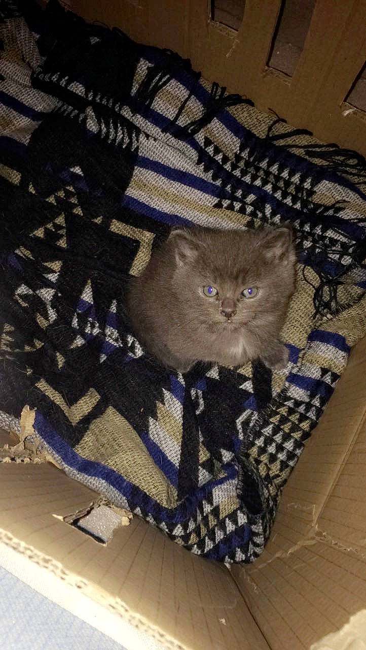 Bicha participe au concours pour gagner de l'argent avec cette photo : asian, british_shorthair, carnivore, cat, domestic_short_haired_cat, fawn, felidae, fur, kitten, small_to_medium_sized_cats, whiskers