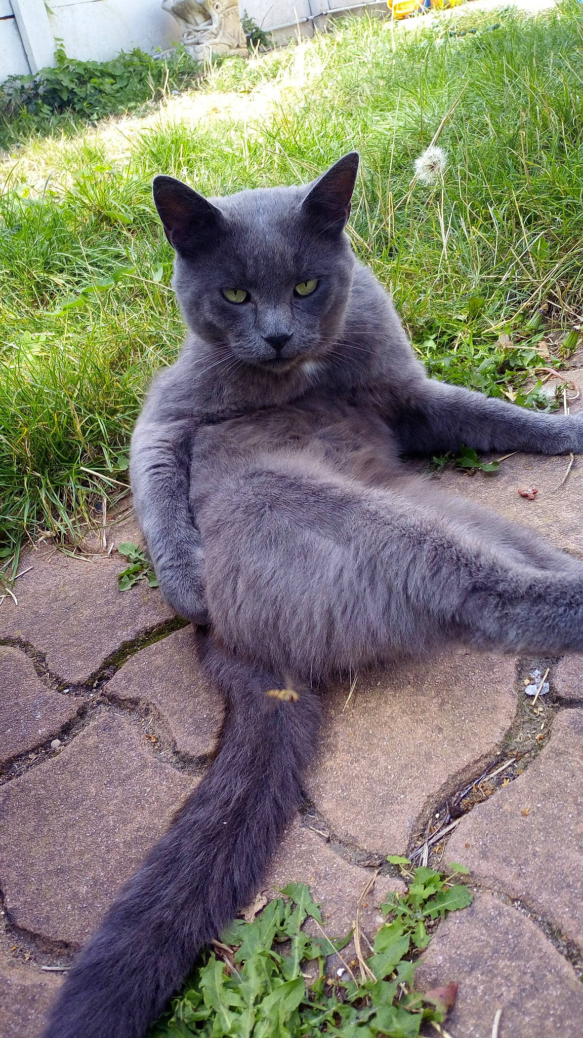 Bicha a rejoint le concours — aidez-le/la à gagner de superbes lots ! black_cat, british_shorthair, carnivore, cat, chartreux, domestic_short_haired_cat, felidae, fur, korat, mammal, nebelung, russian_blue, small_to_medium_sized_cats, tail, vertebrate, whiskers, wildlife