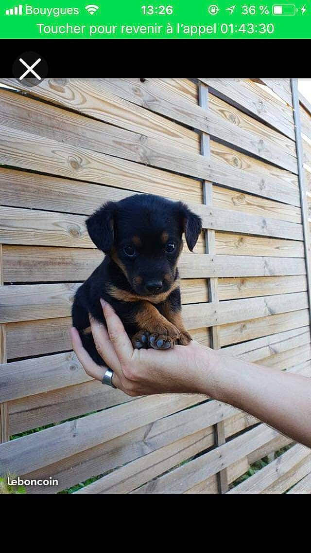 Ota a rejoint le concours — aidez-le/la à gagner de superbes lots ! canidae, carlin_pinscher, carnivore, dog, dog_breed, fawn, guard_dog, mammal, miniature_pinscher, pinscher, puppy, rottweiler, vertebrate, working_dog