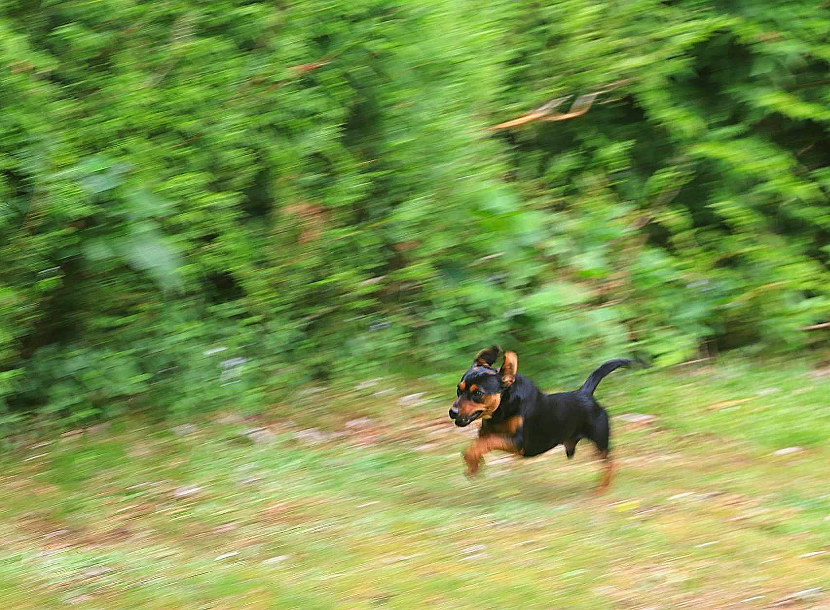 Ota a rejoint le concours — aidez-le/la à gagner de superbes lots ! austrian_black_and_tan_hound, canidae, carnivore, dog, dog_breed, german_pinscher, grass, hunting_dog, mammal, manchester_terrier, smaland_hound, transylvanian_hound, tyrolean_hound, vertebrate