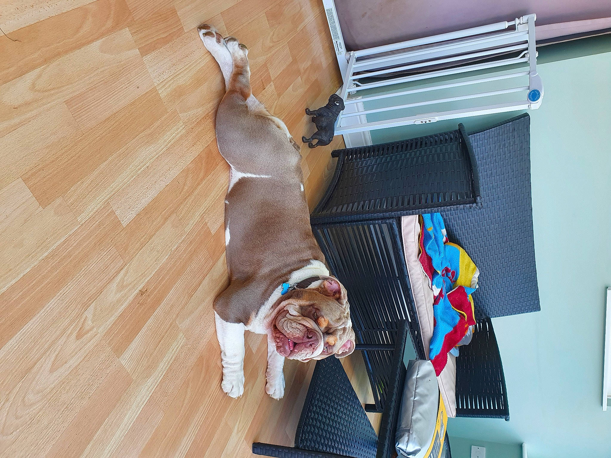 Bronson is registered to the contest to win money with this photo: brown, carnivore, comfort, companion_dog, dog, dog_breed, dog_supply, fawn, floor, flooring, hardwood, liver, pet_supply, plywood, sporting_group, tail, varnish, wood, wood_stain, working_animal