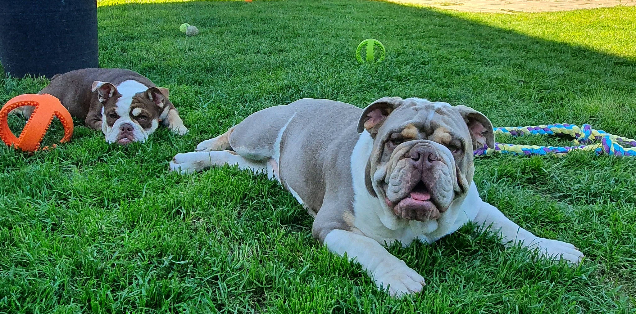 Bronson is registered to the contest to win money with this photo: bulldog, canidae, carnivore, companion_dog, dog, dog_breed, fawn, flooring, grass, green, groundcover, non_sporting_group, plant, snout, sporting_group, toy_dog, white_english_bulldog, working_animal, working_dog, wrinkle