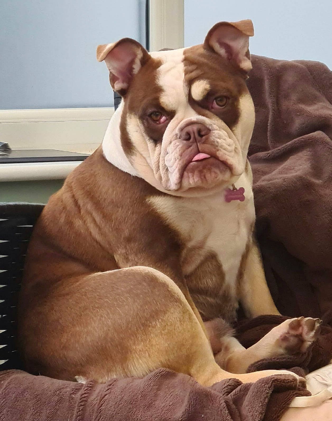 Maggie joined the competition — help win amazing prizes! bulldog, canidae, carnivore, collar, comfort, companion_dog, dog, dog_breed, fawn, home_appliance, kitchen_appliance, liver, non_sporting_group, snout, sporting_group, terrestrial_animal, whiskers, white_english_bulldog, working_animal, wrinkle