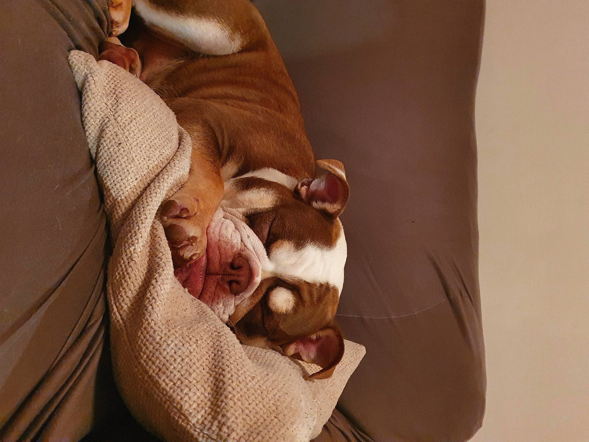 Maggie is registered to the contest to win money with this photo: carnivore, comfort, companion_dog, dog, dog_breed, ear, elbow, fawn, gesture, human_body, human_leg, knee, liver, nail, sleeve, snout, sporting_group, wood, wrinkle, wrist