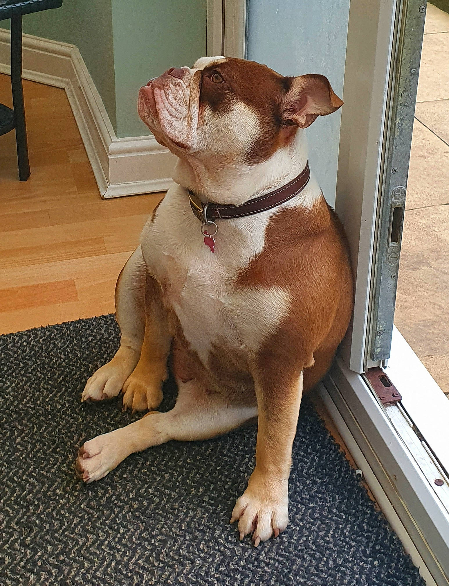 Maggie is registered to the contest to win money with this photo: art, bulldog, carnivore, collar, comfort, companion_dog, dog, dog_breed, dog_collar, fawn, flooring, liver, molosser, pet_supply, plant, snout, sporting_group, tail, wood, working_animal