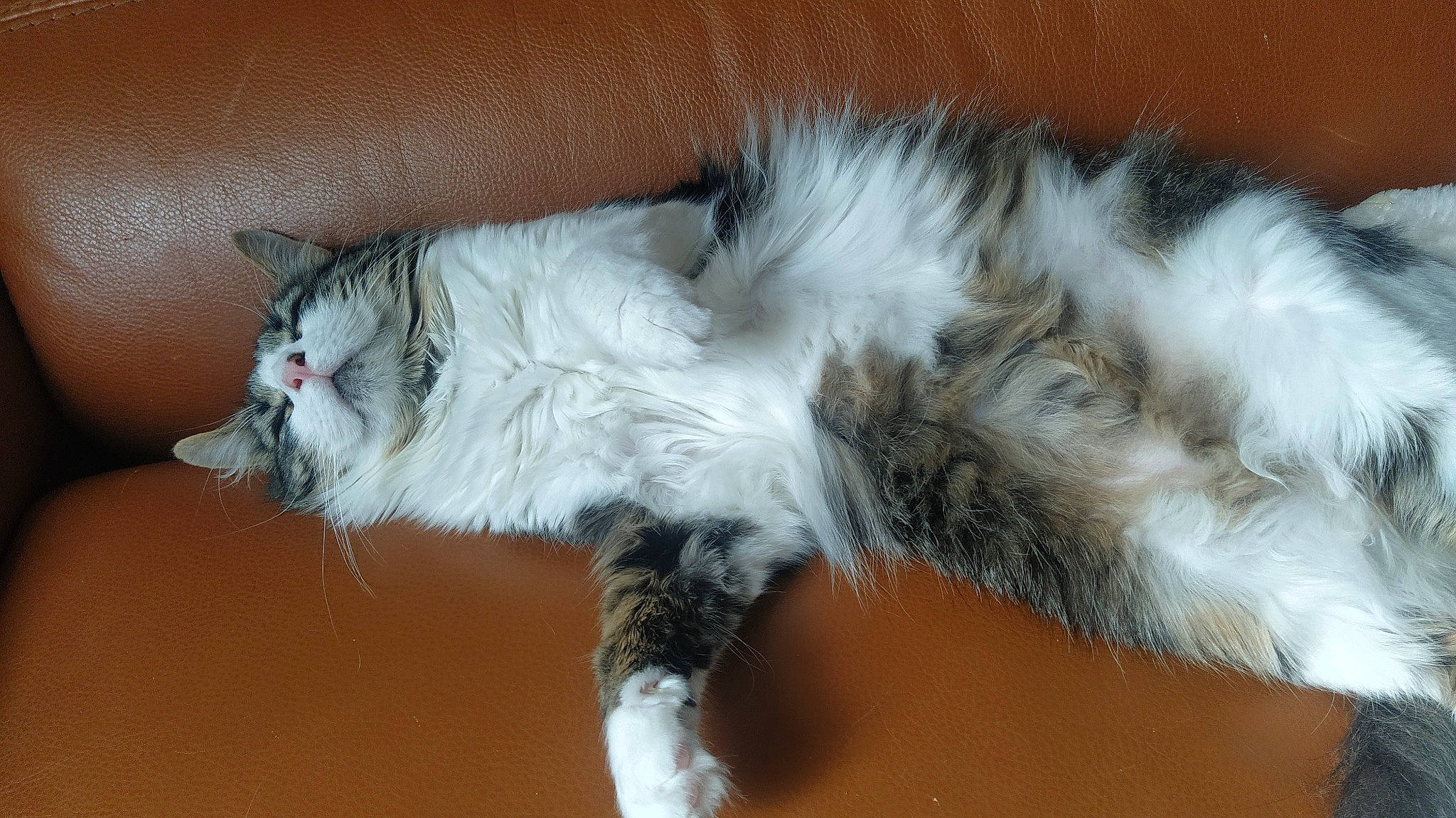 Saké participe au concours pour gagner de l'argent avec cette photo : british_longhair, carnivore, cat, claw, comfort, domestic_short_haired_cat, felidae, fur, maine_coon, paw, small_to_medium_sized_cats, snout, tail, terrestrial_animal, whiskers