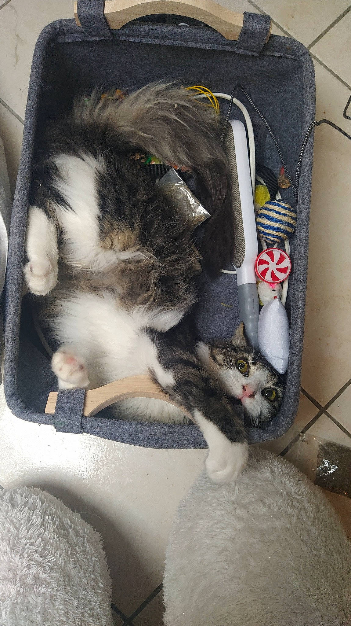 Saké participe au concours pour gagner de l'argent avec cette photo : audio_equipment, bag, baggage, carnivore, cat, claw, comfort, domestic_short_haired_cat, felidae, fur, luggage_and_bags, paw, pet_supply, small_to_medium_sized_cats, suitcase, tail, textile, whiskers