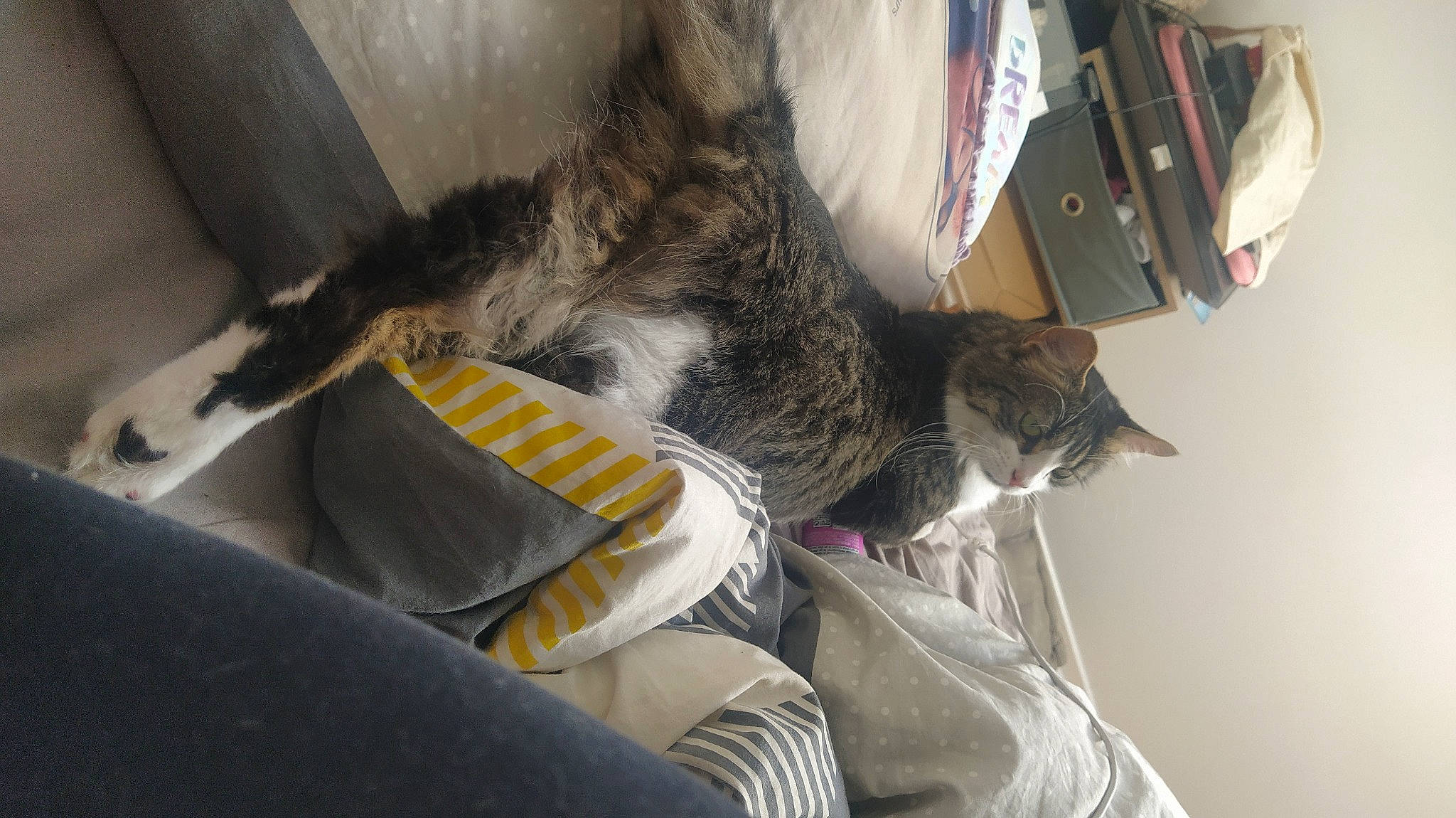 Saké a rejoint le concours — aidez-le/la à gagner de superbes lots ! canidae, carnivore, cat, claw, comfort, dog_breed, domestic_short_haired_cat, felidae, fur, grey, human_leg, leg, nap, small_to_medium_sized_cats, snout, sporting_group, tail, vehicle, vehicle_door, whiskers