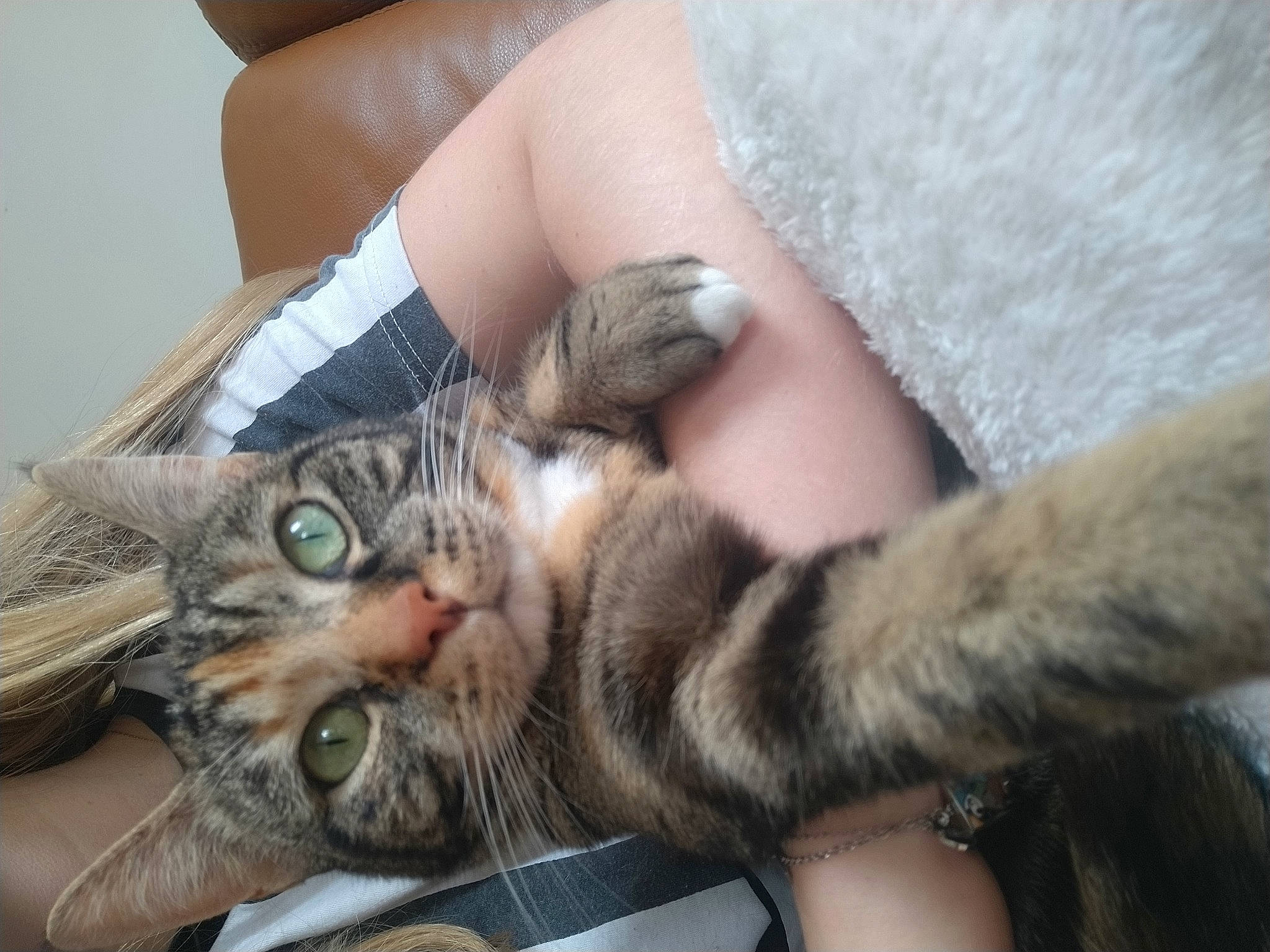 Maki a rejoint le concours — aidez-le/la à gagner de superbes lots ! carnivore, cat, comfort, domestic_short_haired_cat, fawn, felidae, foot, fur, gesture, human_leg, lap, leg, nail, paw, plant, small_to_medium_sized_cats, snout, tail, thigh, whiskers