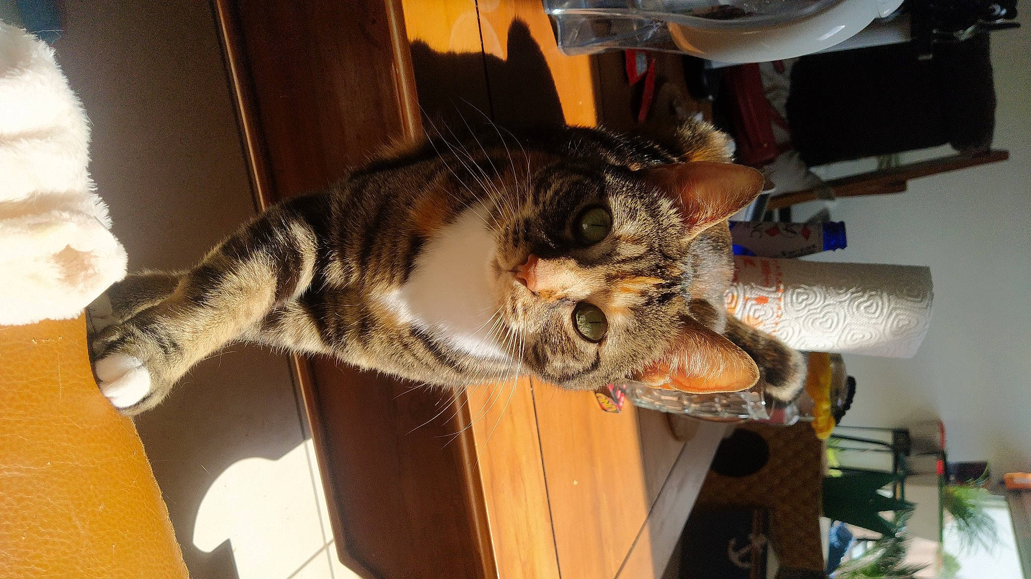 Maki a rejoint le concours — aidez-le/la à gagner de superbes lots ! carnivore, cat, claw, comfort, domestic_short_haired_cat, ear, felidae, fur, human_leg, lap, leg, mammal, paw, small_to_medium_sized_cats, snout, tail, whiskers, wood