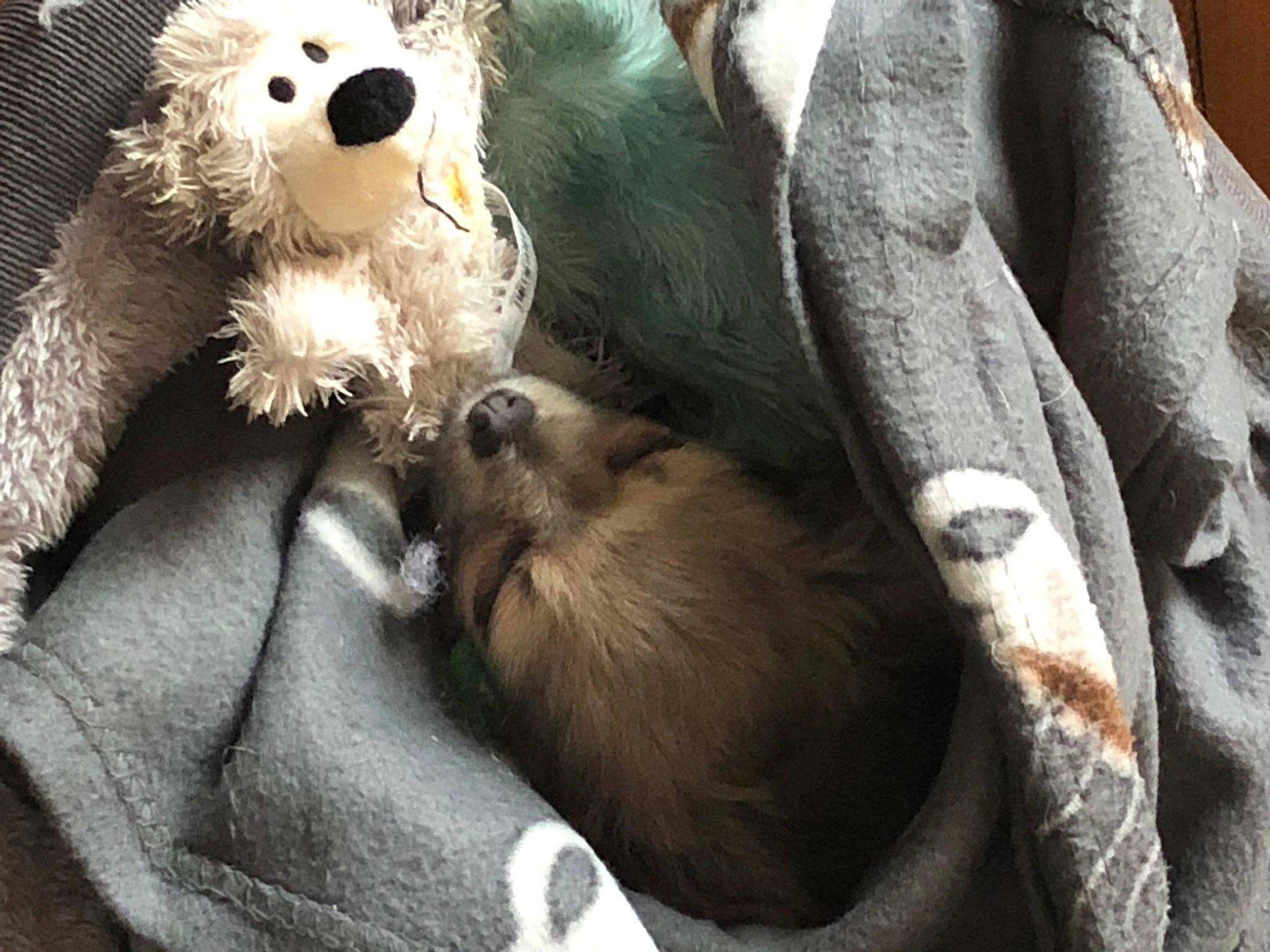 Rolo joined the competition — help win amazing prizes! bear, canidae, carnivore, claw, comfort, companion_dog, dog_breed, fur, macaque, mustelidae, panda, paw, polar_bear, snout, stuffed_toy, teddy_bear, terrestrial_animal, toy, whiskers, wildlife