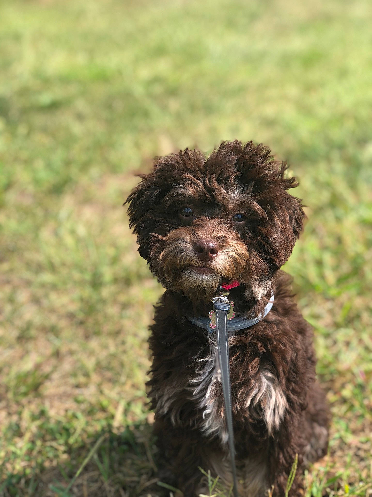 Molly is registered to the contest to win money with this photo: affenpinscher, barbet, bolonka, canidae, cao_da_serra_de_aires, carnivore, cockapoo, dog, dog_breed, havanese, mammal, non_sporting_group, poodle_crossbreed, puppy, rare_breed_dog, schnoodle, spanish_water_dog, sporting_group, terrier, vertebrate