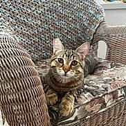 Tiger joined the competition — help win amazing prizes! animal, cat, cozy, crocheted_blanket, cushion, ears, feline, floral_pattern, fur, home, indoor, natural_light, paws, pet, relaxed, resting, tabby_cat, whiskers, wicker_chair, window