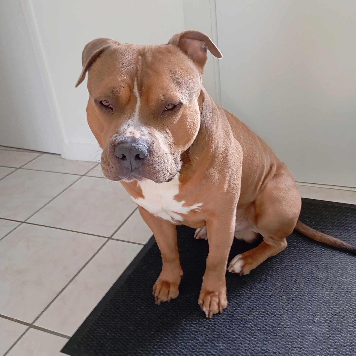 Falco participe au concours pour gagner de l'argent avec cette photo : accessories, animal, boxer, bulldog, canine, dog, frenchbulldog, hardwood, homedecor, hound, indoors, interiordesign, mat, pet, pitbull, puppy, snout, strap, whitedog, wood