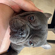 Bj is registered to the contest to win money with this photo: dog, pet, close_up, gray_dog, floor, human_hand, tattoo, indoor, wooden_floor, animal, cute, face, expression, companion, domestic_animal, friendly, canine, paw, snout, ears