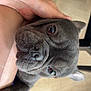 animal, canine, close_up, companion, cute, dog, domestic_animal, ears, expression, face, floor, friendly, gray_dog, human_hand, indoor, paw, pet, snout, tattoo, wooden_floor