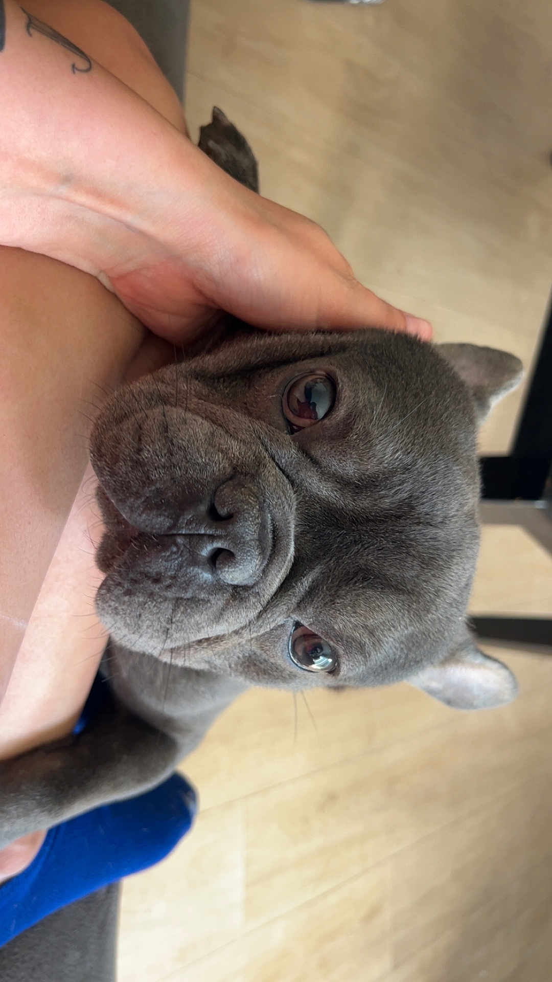Bj is registered to the contest to win money with this photo: dog, pet, close_up, gray_dog, floor, human_hand, tattoo, indoor, wooden_floor, animal, cute, face, expression, companion, domestic_animal, friendly, canine, paw, snout, ears