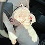 puppy, dog, sleeping, white_dog, steering_wheel, car_interior, sunlight, paw, nose, closed_eyes, seat, dashboard, relaxation, pet, animal, cute, domestic_animal, car_seat, resting, shadow