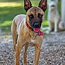 dog, tan_dog, black_muzzle, red_collar, pink_tag, outdoor, gravel_path, greenery, sunlight, blurred_background, second_dog, white_dog, pet, animal, canine, alert_ears, standing, portrait, nature, daylight