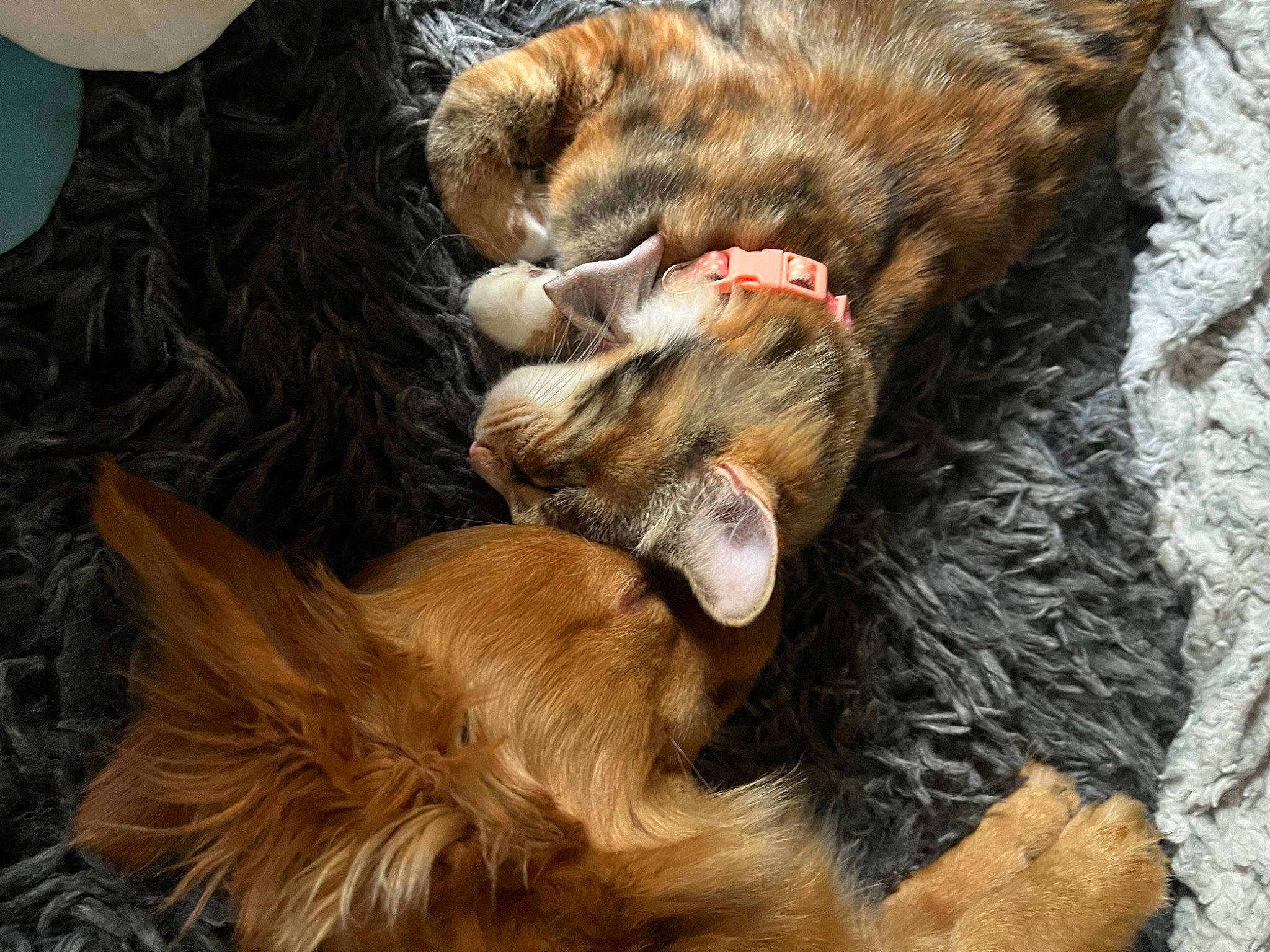 Pickles is registered to the contest to win money with this photo: brown, carnivore, cat, claw, comfort, companion_dog, dog, dog_breed, ear, fawn, felidae, fur, liver, paw, small_to_medium_sized_cats, snout, sporting_group, tail, terrestrial_animal, whiskers