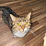 cat, tabby, yellow_eyes, whiskers, wooden_floor, pet, animal, indoor, curious, close_up, feline, mammal, domestic_cat, looking_up, striped, fur, cute, alert, four_legs, tail