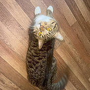 Shadow is registered to the contest to win money with this photo: cat, tabby, yellow_eyes, wooden_floor, pet, animal, indoor, curious, tail_blur, looking_up, feline, whiskers, striped, domestic_cat, playful, fur, mammal, flooring, closeup, household