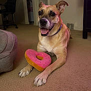Nyla is registered to the contest to win money with this photo: black_nose, brown_fur, canine, carpet, chair, collar, couch, dog, donut_toy, ears_up, front_paws, furniture, happy, indoor, living_room, mouth_open, pet, playful, sitting, toy