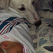 Dylan is registered to the contest to win money with this photo: newborn, baby, pink_bow, pacifier, blanket, dog, white_dog, resting, bedspread, leaf_pattern, sleeping, cozy, protective, cute, infant, animal, domestic_pet, indoor, closeup, portrait