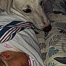 newborn, baby, pink_bow, pacifier, blanket, dog, white_dog, resting, bedspread, leaf_pattern, sleeping, cozy, protective, cute, infant, animal, domestic_pet, indoor, closeup, portrait