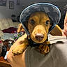 Archie joined the competition — help win amazing prizes! dog, puppy, cap, blue_cap, indoor, person, arm, living_room, couch, flower, furniture, wall_art, pet, cute, brown_dog, close_up, portrait, animal, companion, home