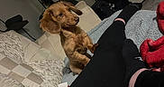 Archie is registered to the contest to win money with this photo: dog, brown_dog, couch, blanket, person, leggings, socks, floor_lamp, indoor, furniture, carpet, closed_door, cozy, pet, curious, relaxed, living_room, home, animal, companion
