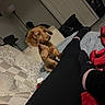 dog, brown_dog, couch, blanket, person, leggings, socks, floor_lamp, indoor, furniture, carpet, closed_door, cozy, pet, curious, relaxed, living_room, home, animal, companion