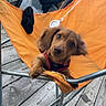 Archie is registered to the contest to win money with this photo: puppy, dog, orange_chair, outdoor, wooden_deck, curious, pet, canine, fabric_chair, paw, brown_dog, sitting, leash, sock, metal_frame, closeup, young_dog, cute, domestic_animal, relaxing