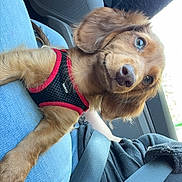 Archie joined the competition — help win amazing prizes! puppy, dog, pet, car_interior, seatbelt, jeans, black_clothing, harness, brown_fur, blue_eyes, sitting, person, lap, window, daylight, curious, alert, cute, animal, companion