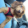 puppy, dog, pet, car_interior, seatbelt, jeans, black_clothing, harness, brown_fur, blue_eyes, sitting, person, lap, window, daylight, curious, alert, cute, animal, companion