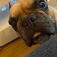 Lady a rejoint le concours — aidez-le/la à gagner de superbes lots ! animal, boxer, bulldog, canine, dog, frenchbulldog, indoors, interiordesign, pet, pitbull, pug, puppy, snout