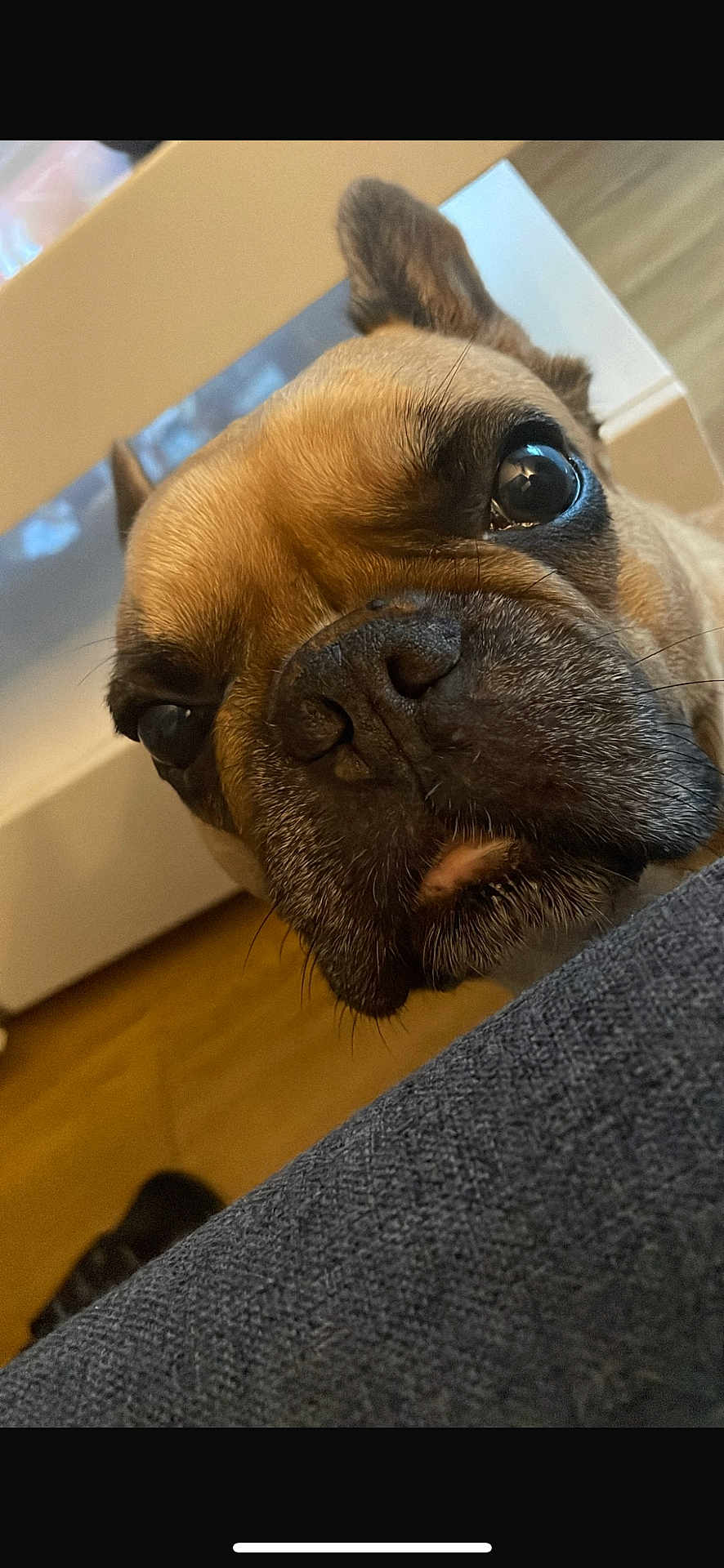 Lady a rejoint le concours — aidez-le/la à gagner de superbes lots ! animal, boxer, bulldog, canine, dog, frenchbulldog, indoors, interiordesign, pet, pitbull, pug, puppy, snout