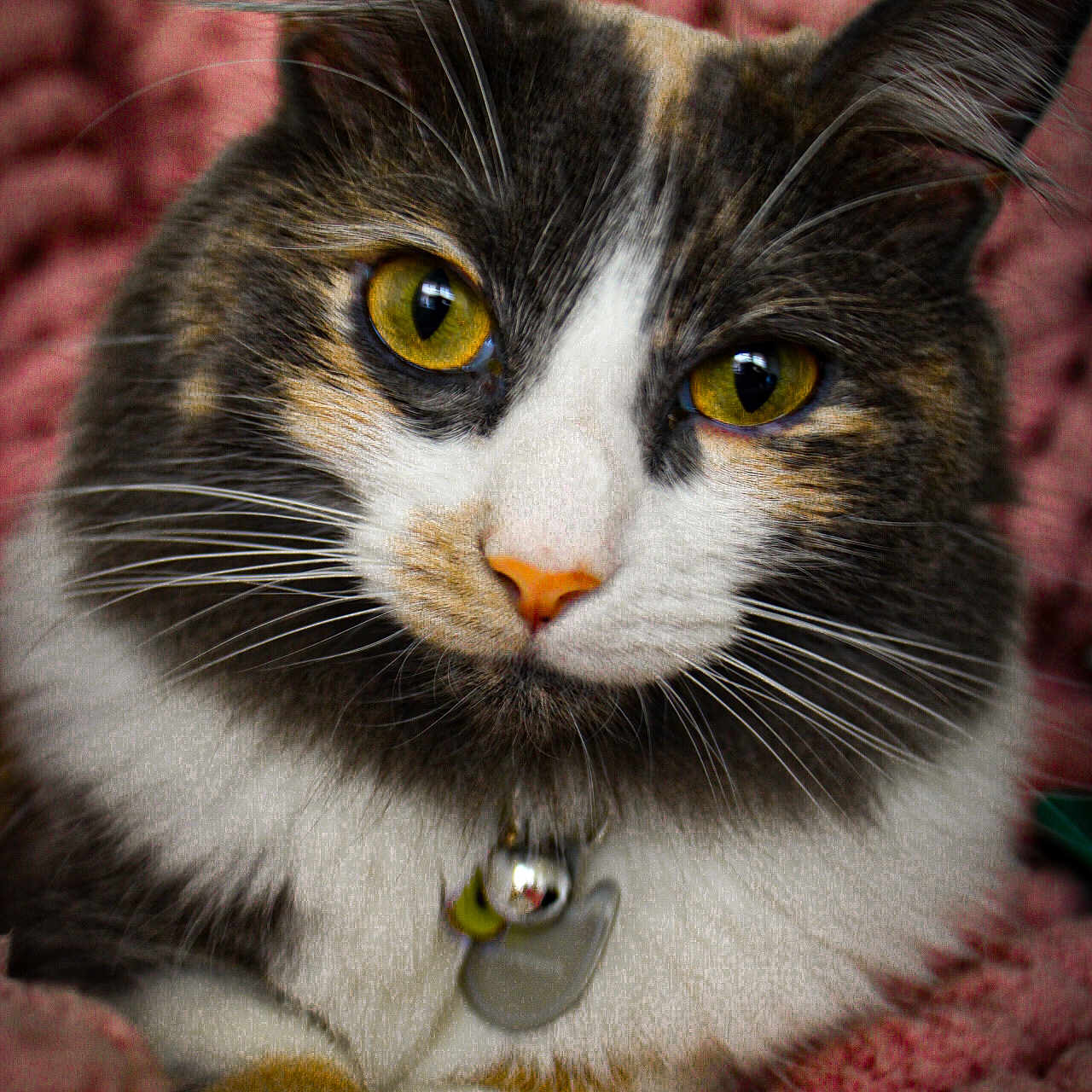 Butterfinger joined the competition — help win amazing prizes! animal, bell, cat, close_up, cozy, cute, domestic_cat, feline, fur, indoor, nose, pet_collar, pink_blanket, portrait, resting, soft, tag, texture, whiskers, yellow_eyes