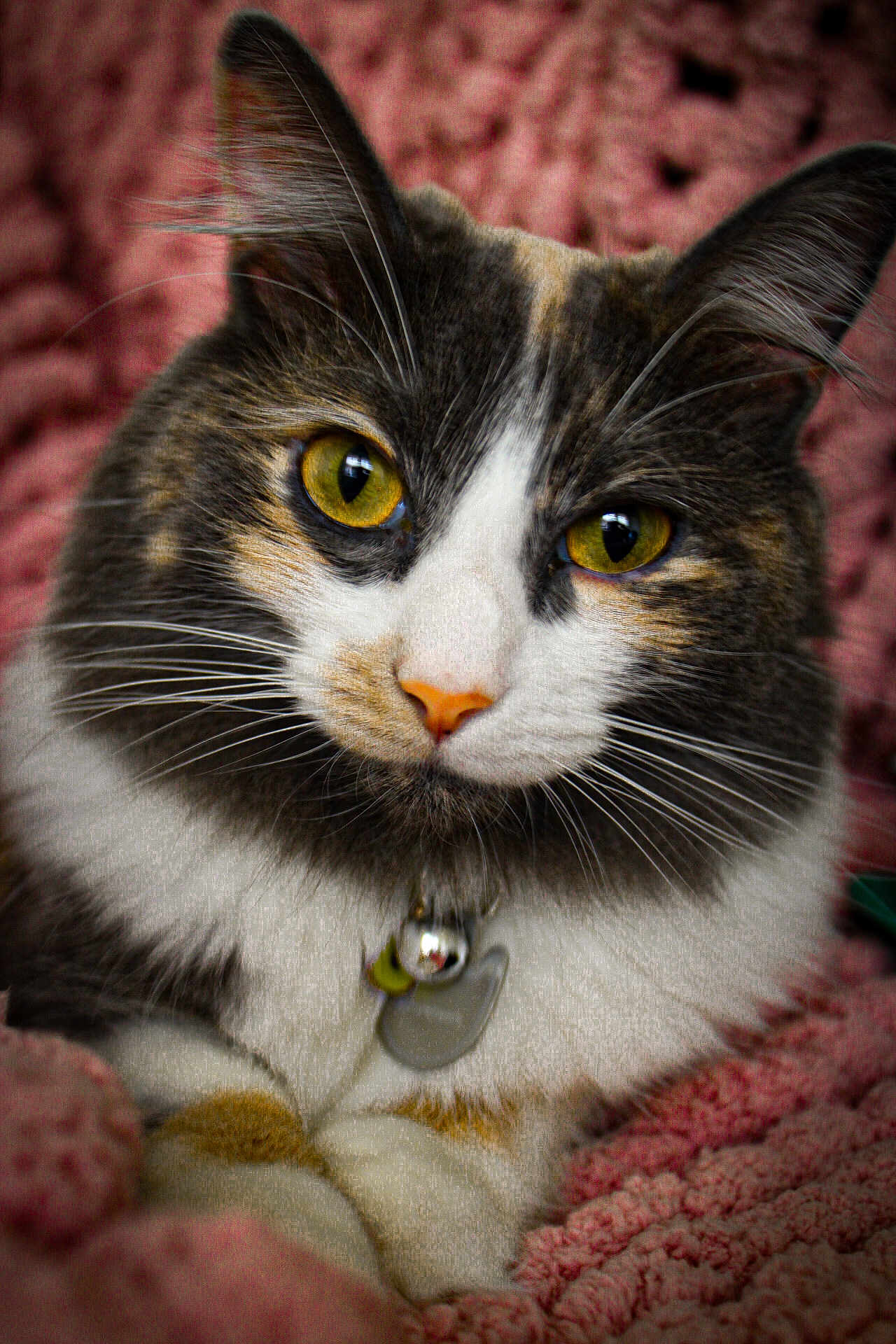 Butterfinger joined the competition — help win amazing prizes! cat, close_up, yellow_eyes, fur, whiskers, nose, pet_collar, bell, tag, pink_blanket, texture, cute, animal, domestic_cat, feline, portrait, indoor, resting, soft, cozy