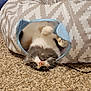 cat, pet, animal, fluffy, carpet, indoor, playful, relaxed, tunnel_toy, patterned, feline, cute, whiskers, pink_nose, paws, home, cozy, fur, resting, fun