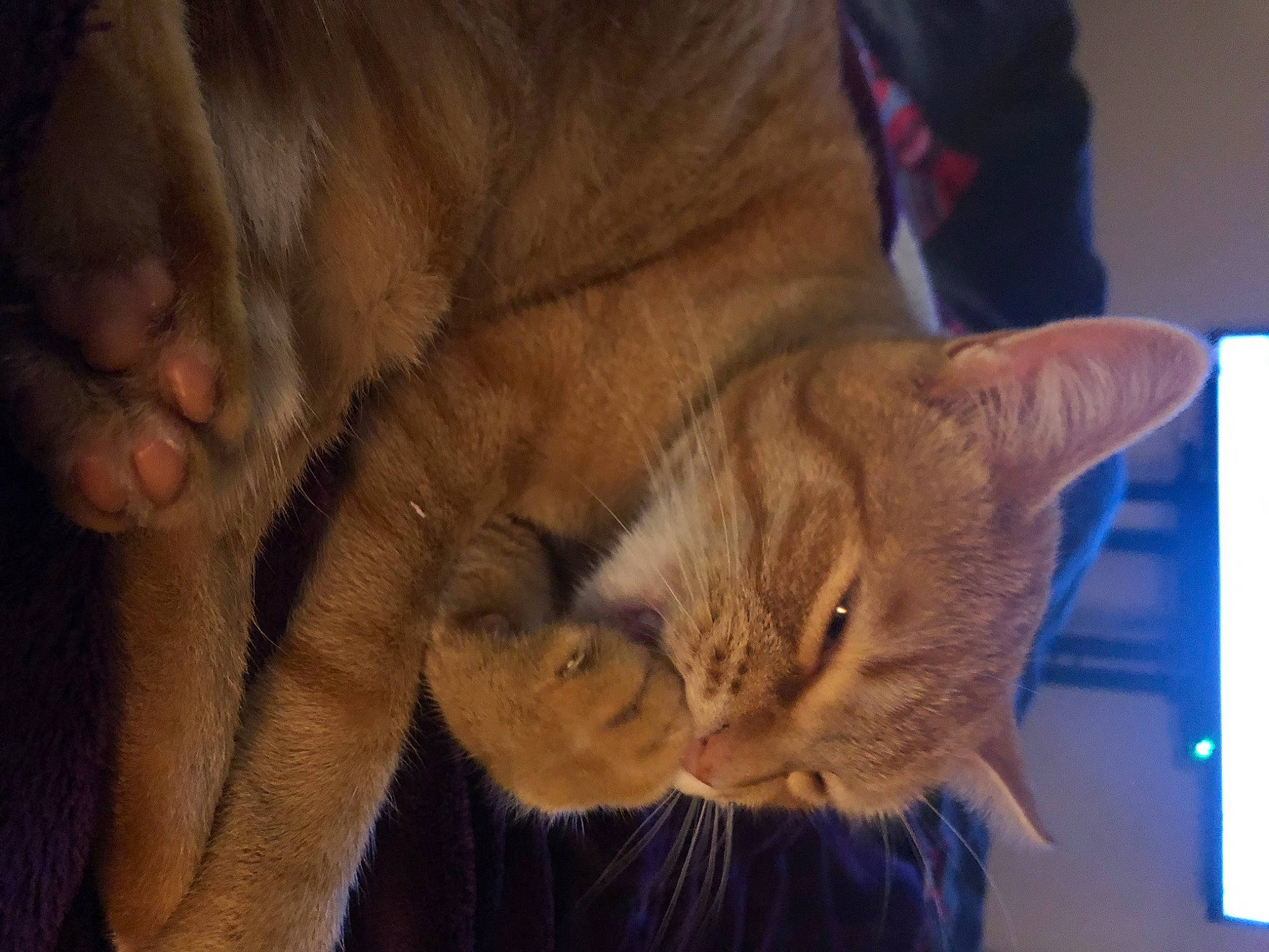 Saphyr participe au concours pour gagner de l'argent avec cette photo : carnivore, cat, claw, comfort, domestic_short_haired_cat, ear, fawn, felidae, fur, nap, paw, small_to_medium_sized_cats, snout, tail, terrestrial_animal, whiskers, window, wood, wrinkle