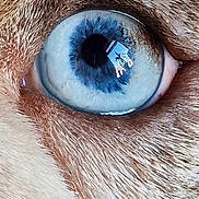 Betty joined the competition — help win amazing prizes! dog, eye, close_up, blue_iris, reflection, fur, animal, pet, macro, detail, texture, canine, nature, outdoor, focus, colorful, bright, sharp, portrait, whiskers