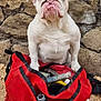 Betty is registered to the contest to win money with this photo: bulldog, dog, tool_bag, tools, stone_wall, dirt, outdoor, pet, animal, sitting, red, construction, guarding, work, closeup, face, expression, ears, paw, ground