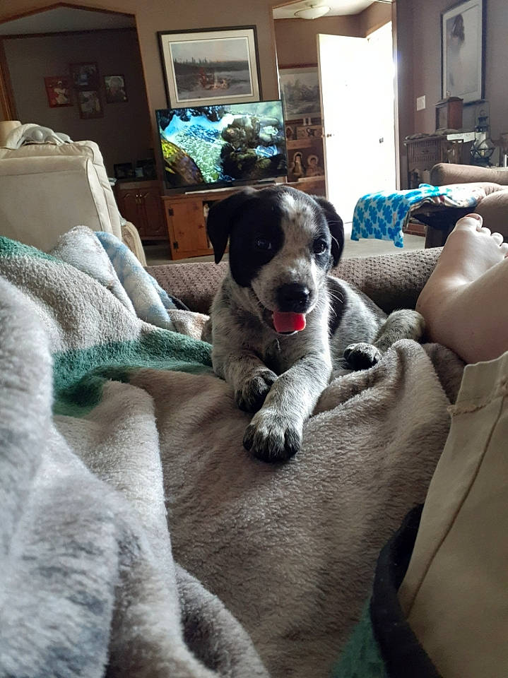 Hank joined the competition — help win amazing prizes! canidae, carnivore, chair, comfort, companion_dog, couch, dog, dog_breed, fawn, flooring, fur, grey, houseplant, living_room, picture_frame, room, sporting_group, television, window, working_animal