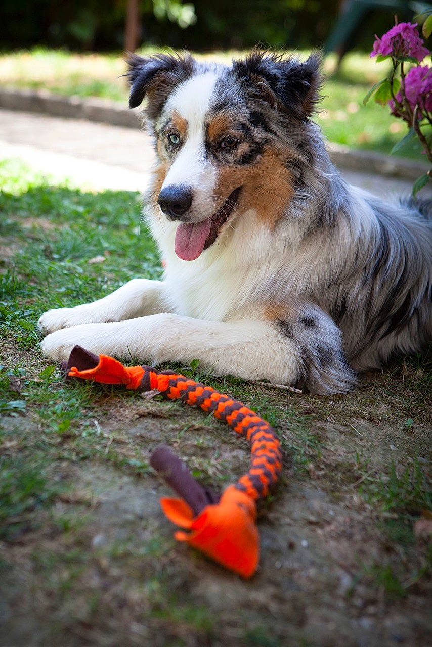 Modjo a rejoint le concours — aidez-le/la à gagner de superbes lots ! australian_collie, australian_shepherd, border_collie, canidae, carnivore, companion_dog, dog, dog_breed, herding_dog, mammal, miniature_australian_shepherd, puppy, rare_breed_dog, sporting_group, vertebrate, working_dog